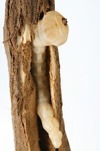 Chrysobothris sp. Bidentate pronotum, PL5673D, larva, in Westringia rigida root (PJL 3610B), ventral, EP